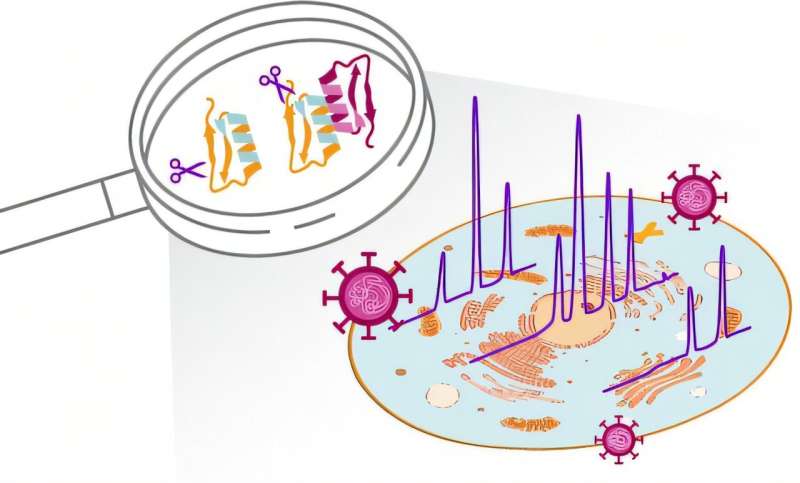 Les scientifiques identifient deux cibles clés du virus du rhume