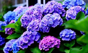 Arrêtez de planter ces plantes tout de suite : les jardiniers tirent la sonnette d’alarme — voici pourquoi