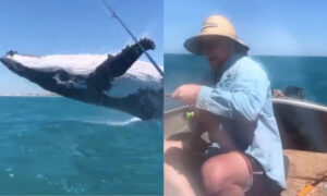 Moment à couper le souffle: en pleine pêche paisible, une baleine gigantesque jaillit à quelques mètres de leur bateau