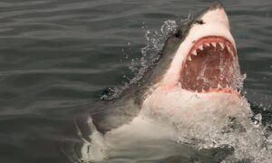 Panique sur la côte : un gigantesque grand requin blanc aperçu près d’une station balnéaire très prisée