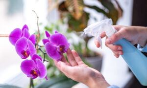 5 secrets infaillibles d’experts pour des orchidées époustouflantes (même si vous débutez)