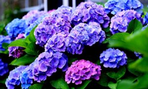 Adieu aux hortensias : l’alerte la plus sévère des jardiniers