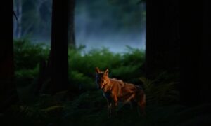 Ce promeneur pensait secourir un chiot en forêt… le vétérinaire révèle que c’était une espèce rare jamais vue ici