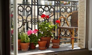 Cette plante que des millions de Français ont sur leur balcon possède un pouvoir inattendu selon une nouvelle étude