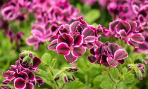 La plante anti-moustiques ultime qui parfume et sublime votre balcon : plantez-la d’urgence !