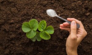 Le secret choc des jardiniers : une cuillerée sous chaque plant pour des fraises géantes — l’engrais maison le plus puissant pour booster vos cultures