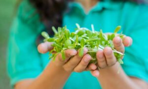 Révélé par les chercheurs : l’aliment le plus sain au monde, à adopter d’urgence
