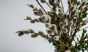 C&rsquo;est pourquoi vous devriez éviter les saules