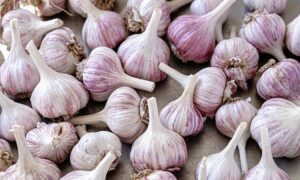 Comment se débarrasser de la mauvaise haleine à l&rsquo;ail : voici ce que vous pouvez faire