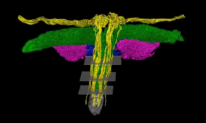 Des images 3D révèlent pour la première fois l&rsquo;anatomie du clitoris