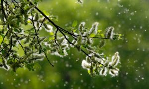 Expert en allergies : Qu&rsquo;est-ce qui aggrave le rhume des foins et comment le traiter