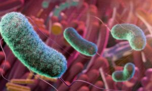 Les bactéries intestinales comme stimulant musculaire : un expert explique l&rsquo;effet