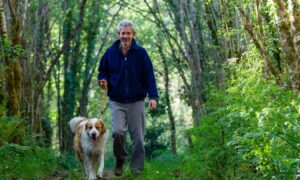 Les chenilles processionnaires du chêne sont dangereuses pour les chiens