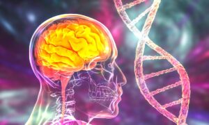 Sept éléments constitutifs qui protègent votre cerveau de la démence