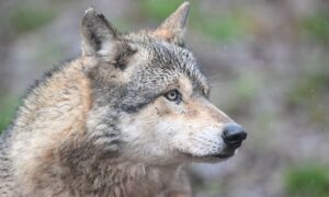 Si vous rencontrez un loup : comment se comporter correctement