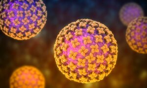 Alerte des chercheurs : le hantavirus survit dans le sperme pendant des années