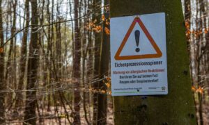 Découvert en marchant ? Voilà ce que signifient les sacs noirs sur les arbres