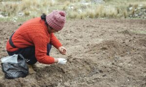 Grâce à la pomme de terre, la population andine possède un super pouvoir génétique
