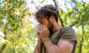 Le pollen agressif de l&rsquo;ambroisie touche de plus en plus de personnes