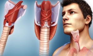 Toujours fatigué ? Vous avez pris beaucoup de poids ? Vérifiez votre thyroïde