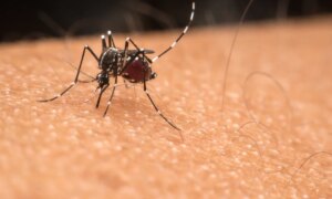 Comment éloigner efficacement les moustiques avec une plante