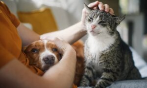 Les chiens et les chats ne luttent pas contre le stress, bien au contraire.