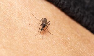 Un T-shirt usé aide contre les moustiques
