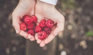 Les framboises sont de véritables boosters de santé