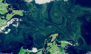 Des photos aériennes montrent d’immenses tapis d’algues bleu-vert dans la mer Baltique