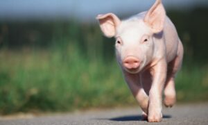 Le problème des escalopes commence avec un porcelet à 30 euros