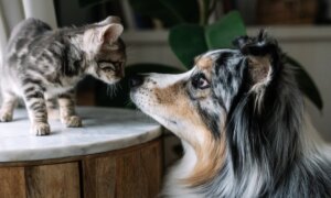 Déduire les animaux de compagnie des impôts : ces coûts comptent