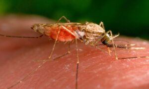 La fièvre et les courbatures sont des symptômes possibles du paludisme