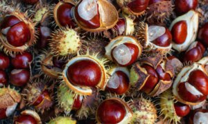 Vous pouvez reconnaître les châtaignes à leurs longues feuilles et à leurs fruits pointus
